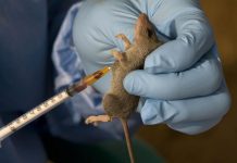 Lassa Fever: Ondo, Edo, Bauchi Lead as Confirmed Cases Hit 1,035