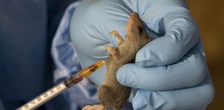 Lassa fever has claimed 132 lives in 2022 – FG