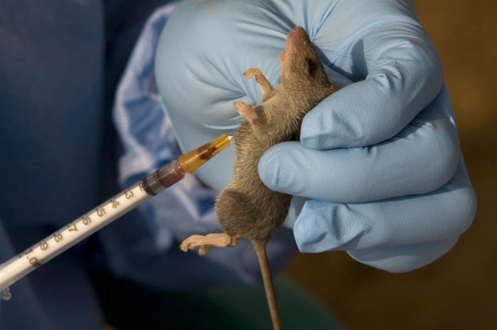 Lassa fever has claimed 132 lives in 2022 – FG