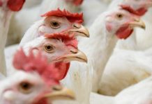 China Detects First Human Case Of H3N8 Bird Flu