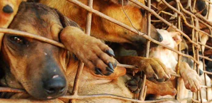 Nigeria Ranks 3rd In Dog Meat Consumption