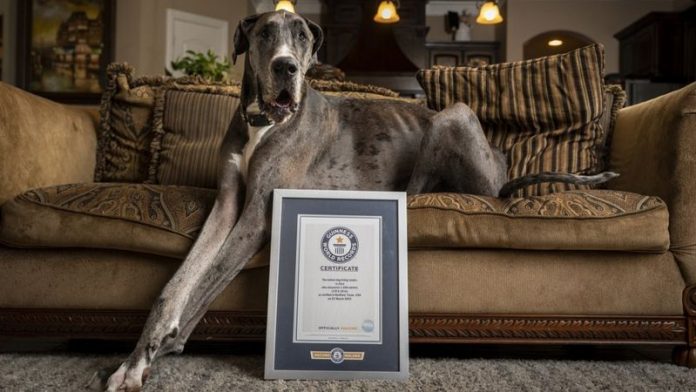 Meet Zeus The Great Dane, World's Tallest Dog