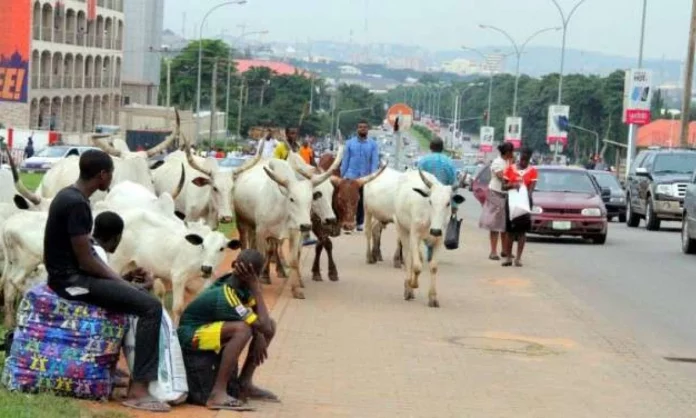 Cattle roam streets as suspected IPOB members set trailer ablaze in Anambra