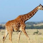 How The Giraffe Got Its Long Neck