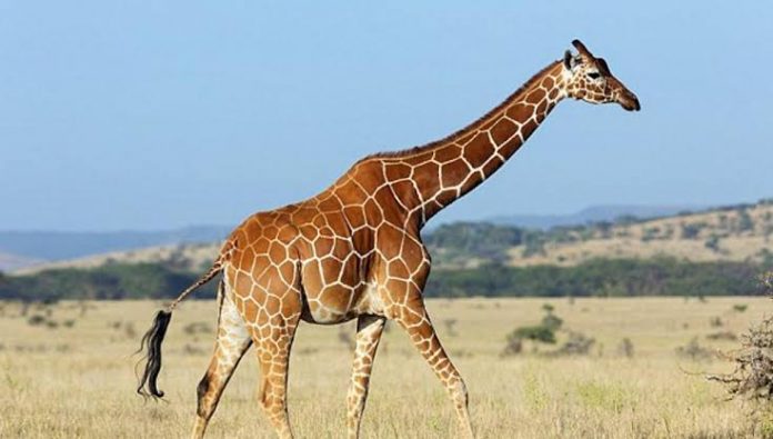 How The Giraffe Got Its Long Neck