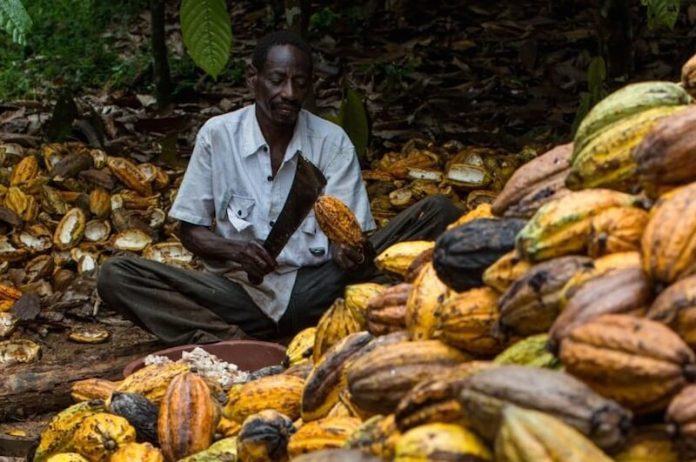 US announces ​$22m project to improve cocoa value chain in Nigeria