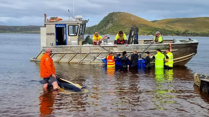 200 whales dead, 35 remain alive after mass stranding in Australia