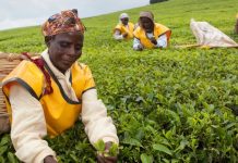 Tea pickers In Kenya Are Destroying Machines Meant To Replace Them In Protest