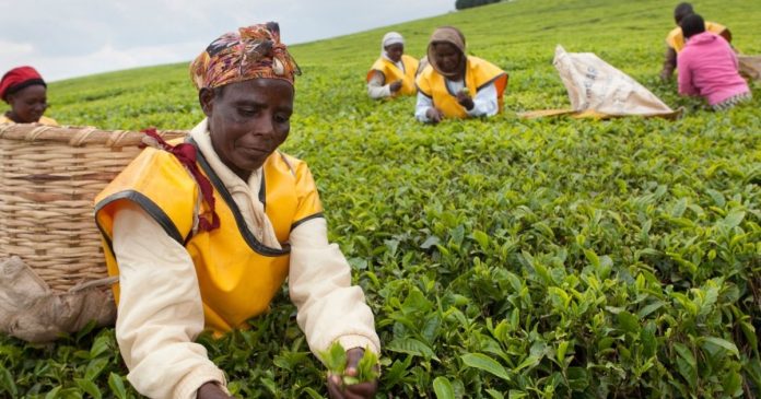 Tea pickers In Kenya Are Destroying Machines Meant To Replace Them In Protest