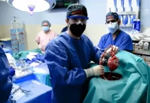 In world’s first trial, US surgeons transplant pig kidney into human