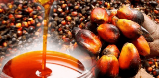Palm oil consumption eliminates dandruff, prevents cancer, relieves pain: Nutritionists
