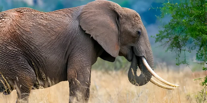 Nigeria’s elephant population declines 70%, raising concerns