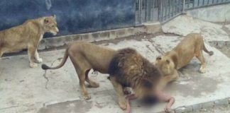 Lion Handler Fatally Mauled at Olusegun Obasanjo Presidential Library Wildlife Park