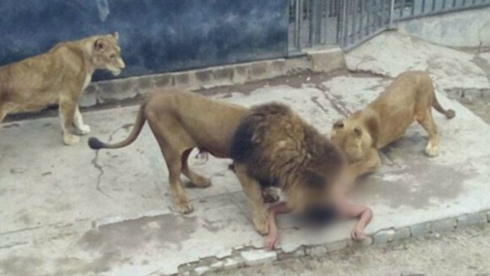 Lion Handler Fatally Mauled at Olusegun Obasanjo Presidential Library Wildlife Park