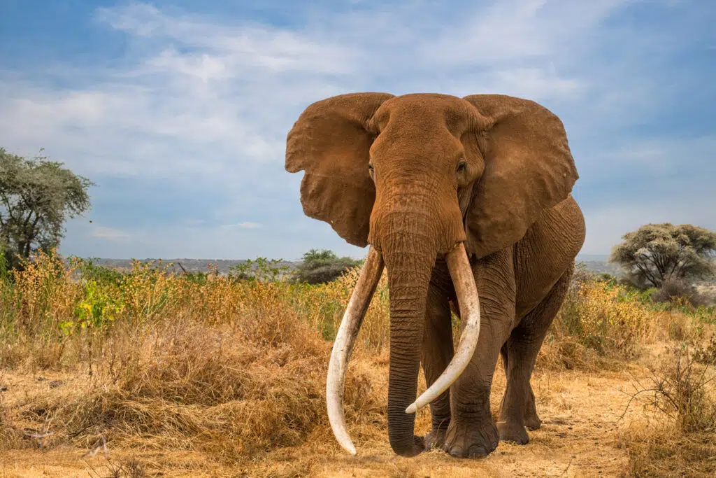 Legendary African “Super Tusker” Elephant Craig Passes Away at 54