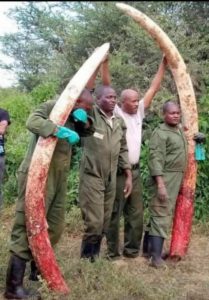 Craigs-tusks-removed-209x300 Legendary African “Super Tusker” Elephant Craig Passes Away at 54