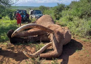 bad-news-the-fabulous-elephant-super-tusker-craig-has-died-v0-71jv52pnu3bg1-300x210 Legendary African “Super Tusker” Elephant Craig Passes Away at 54