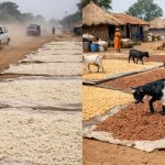 Dust, Stones and Toxins: Experts Reveal Risks Involved With Nigeria’s Roadside Food Drying